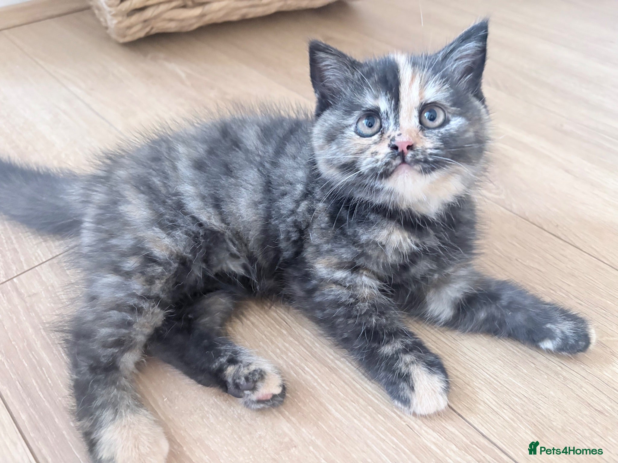 British Shorthair cats 7 beautiful gccf reg -British short hair kittens  - Advert 2