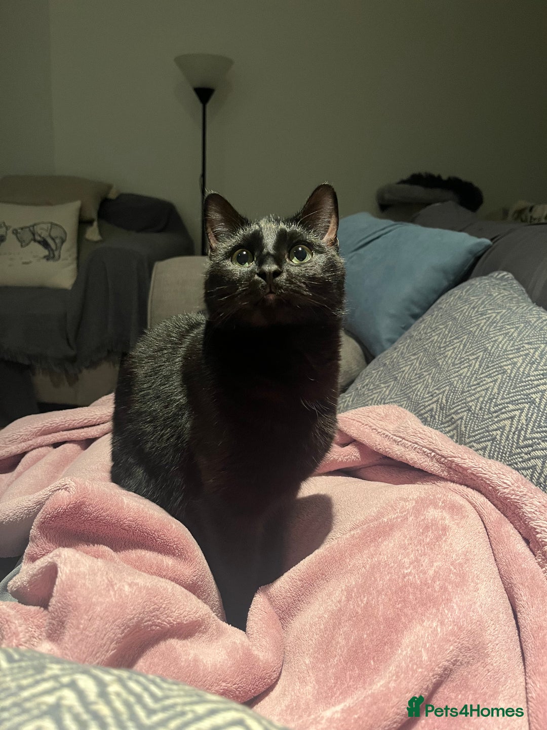 Mixed Breed cats for sale: 1year old - Boy and Girl  - Advert 5