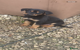 Mixed Breed dogs for sale: Puppies - Image 2