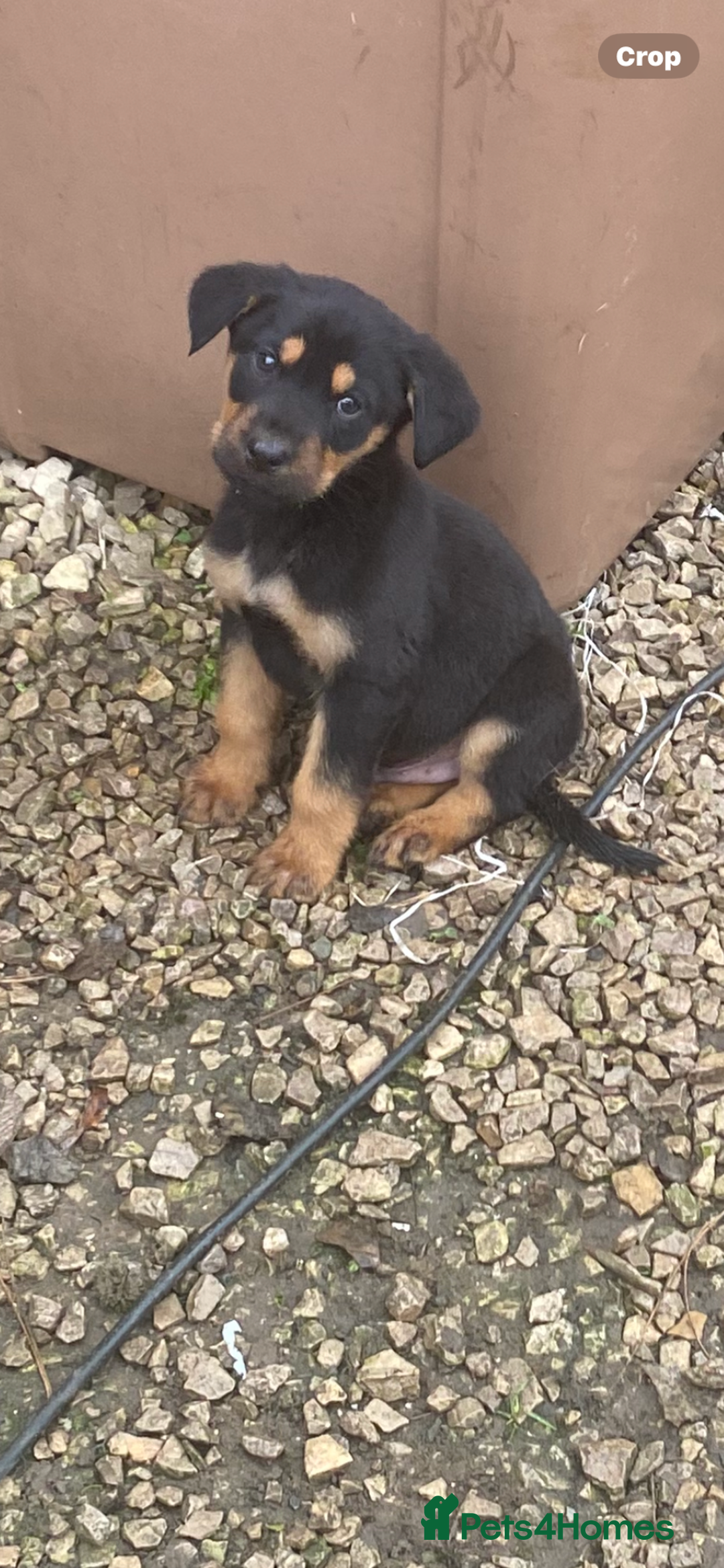 Mixed Breed dogs for sale: Puppies - Image 2