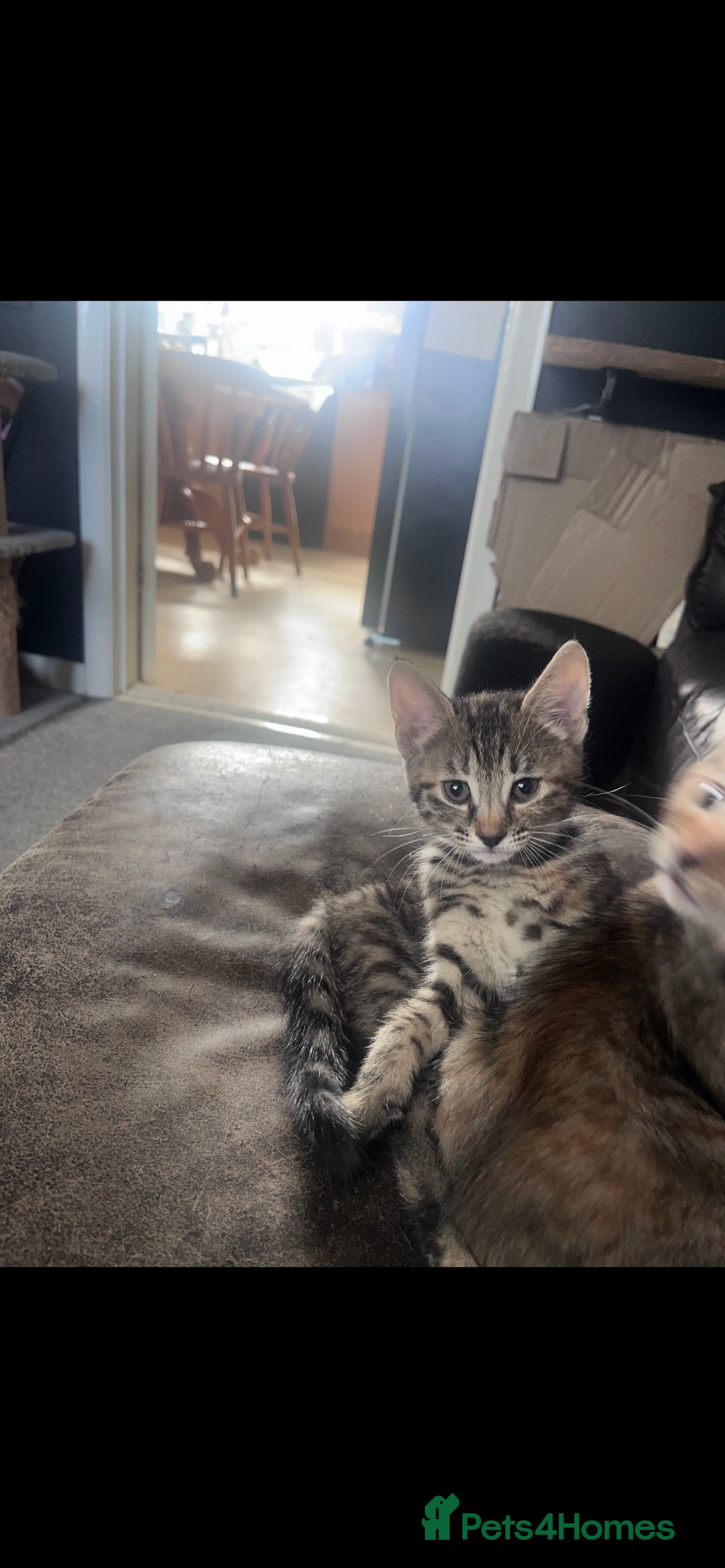 Bengal cats for sale: Bengal x kitten  - Image 2