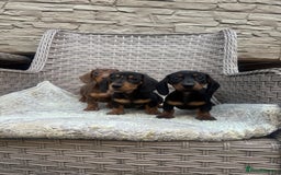 Miniature Dachshund dogs for sale: Miniature dachshunds (council licensed breeder) - Image 5