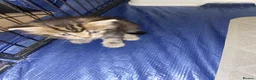 Ragdoll cats for sale: Beautiful ragdoll cross kittens 😍 - Advert 4