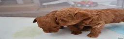 Maltipoo dogs for sale: 🐶 Stunning Brown/Red F1B Maltipoo Puppies ❤️ in Luton - Advert 23