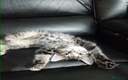 Mixed Breed cats for sale: 4 kittens for sale - Image 10