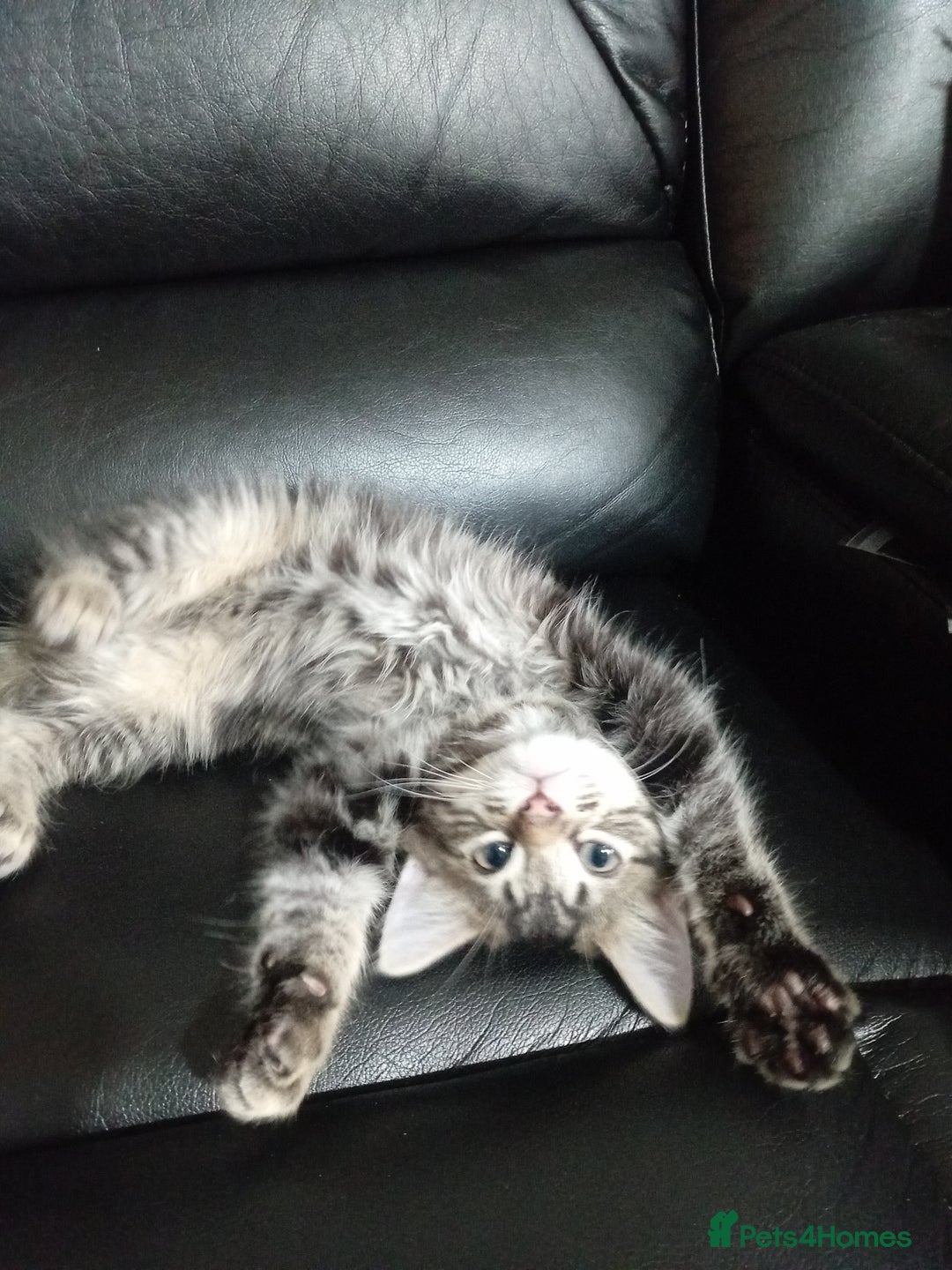 Mixed Breed cats for sale: 4 kittens for sale - Image 10