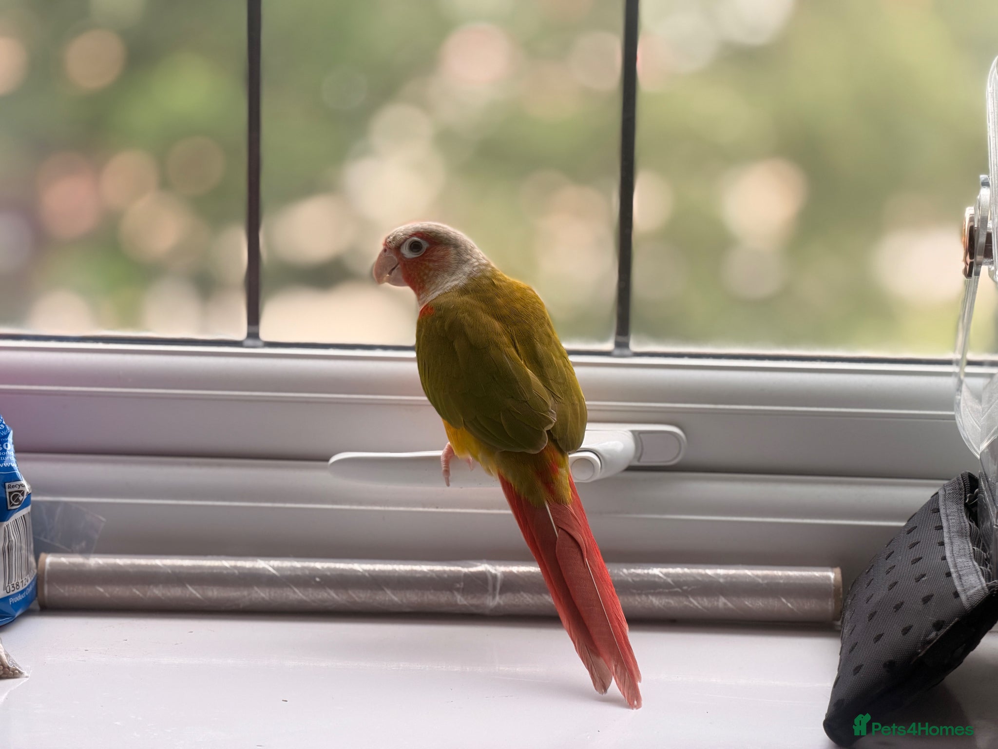 Conures birds for sale: Green-cheeked Conure  in Birmingham - Advert 1
