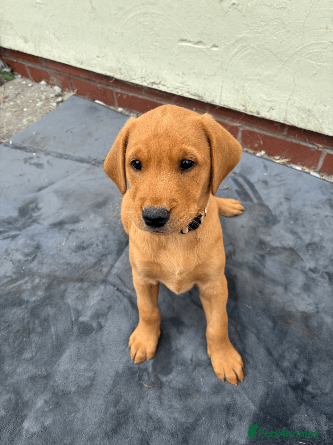 Labrador Retriever dogs for sale: Fiorella Fantastica's Fox Red Puppies - Advert 7