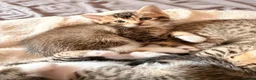 Bengal cats for sale: Bengal x Tabby kittens in Weymouth - Advert 6