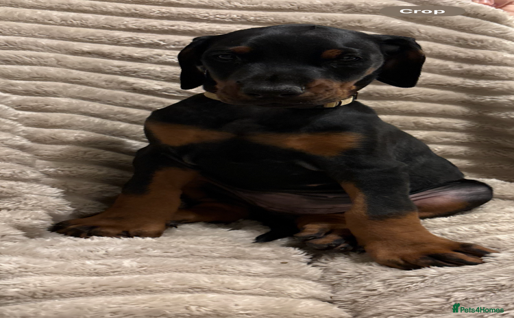 Dobermann dogs Last Beautiful Girl European KC reg Doberman Pup - Advert 7