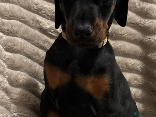 Dobermann dogs Last Beautiful Girl European KC reg Doberman Pup - Advert 1