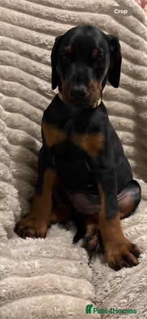 Dobermann dogs Last Beautiful Girl European KC reg Doberman Pup - Advert 1