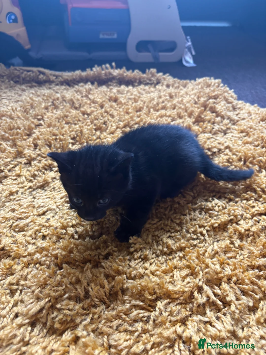 Domestic Shorthair cats for sale: Beautiful kittens looking for their forever homes - Advert 18