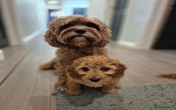 Cavapoo dogs for sale: WAITING LIST NOW OPEN FOR SUMMER 2026.  - Image 29