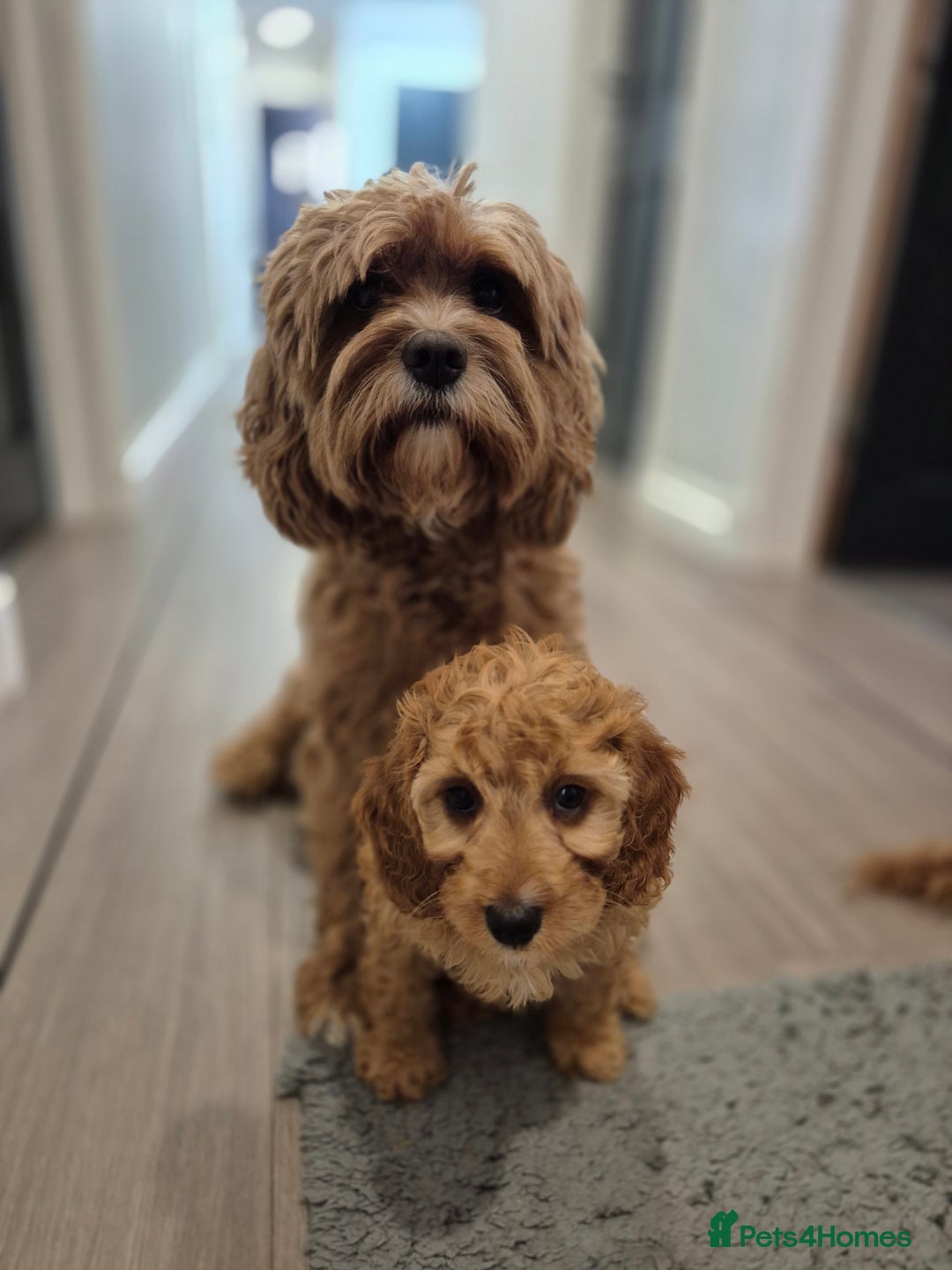 Cavapoo dogs for sale: WAITING LIST NOW OPEN FOR SUMMER 2026.  - Image 29