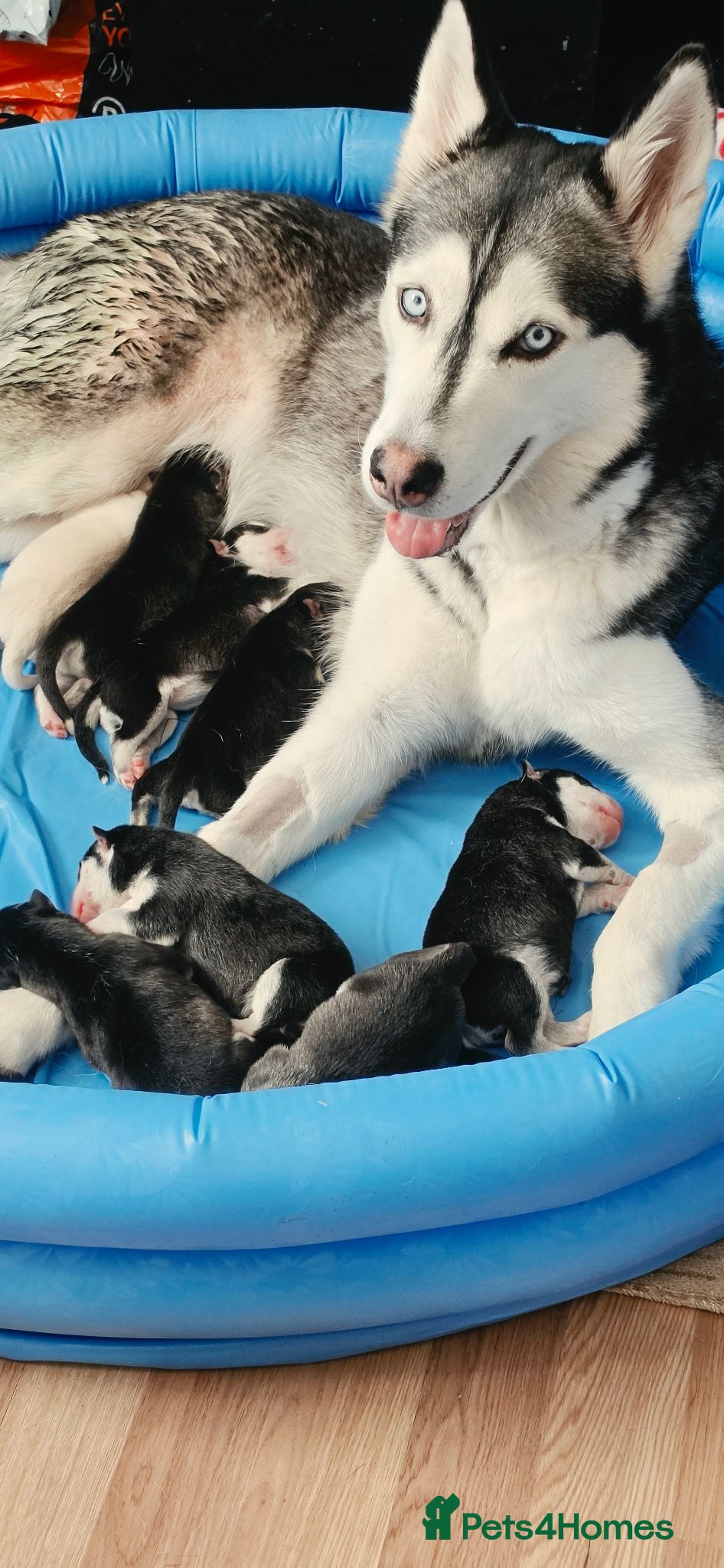 Siberian Husky dogs 8 Beautiful Siberian Husky puppies for sale - Advert 7