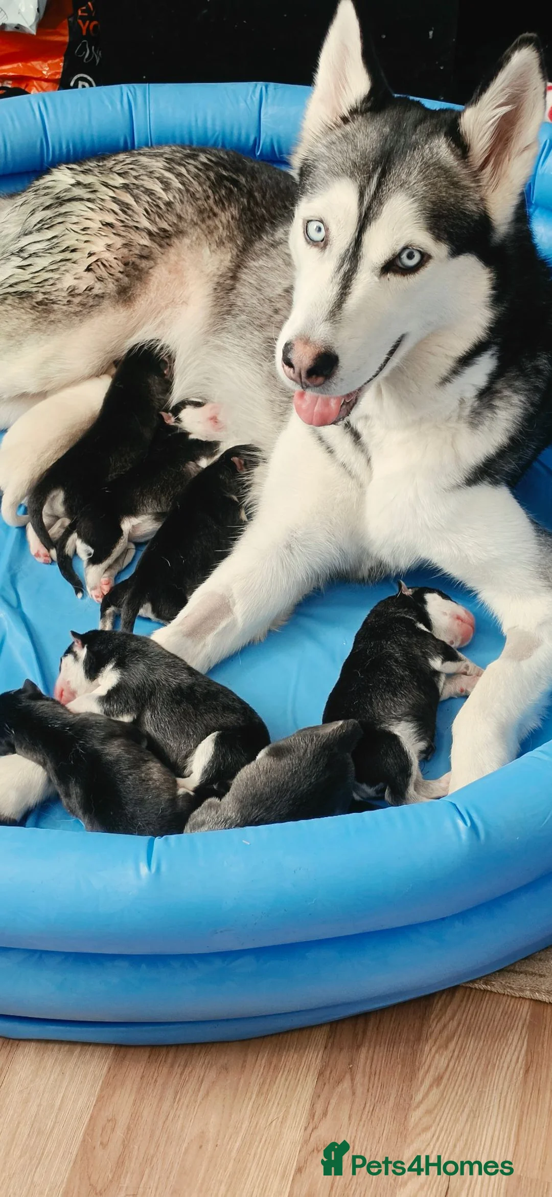 Siberian Husky dogs for sale: 8 Beautiful Siberian Husky puppies for sale - Advert 1