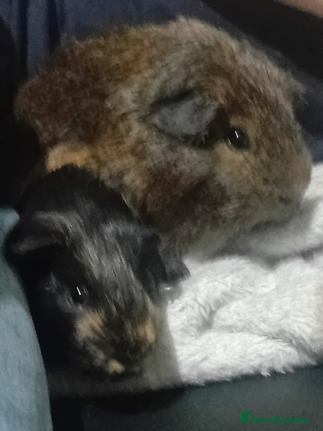Guinea Pig rodents for sale: 2 guinea pigs and full set up to a loving home - Advert 1