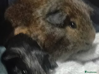 Guinea Pig rodents 2 guinea pigs and full set up to a loving home - Advert 1