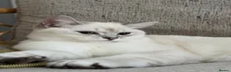 British Shorthair cats for sale: British shorthair  - Advert 4