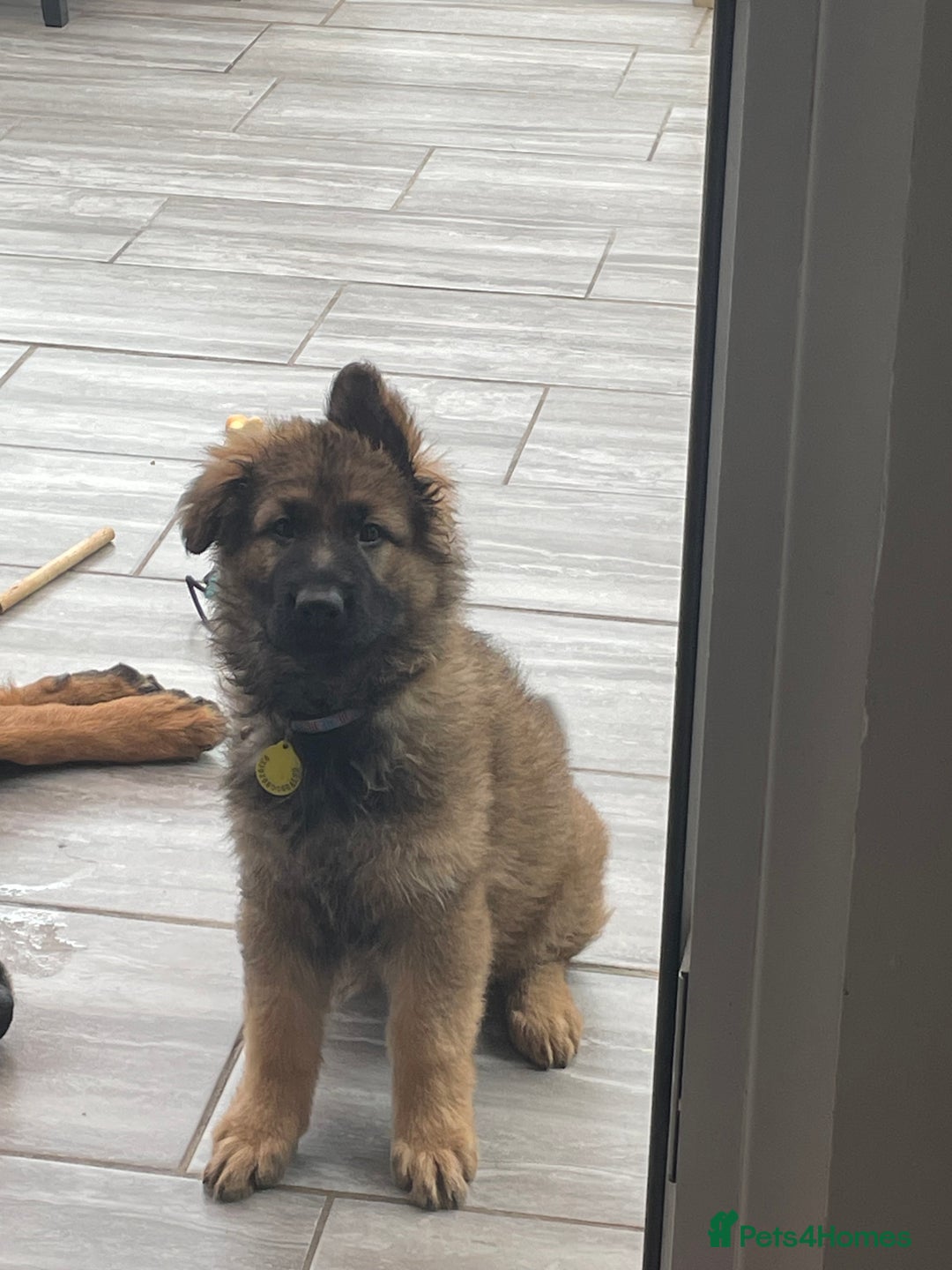 German Shepherd dogs for sale: Long haired GSD bitch - Image 1