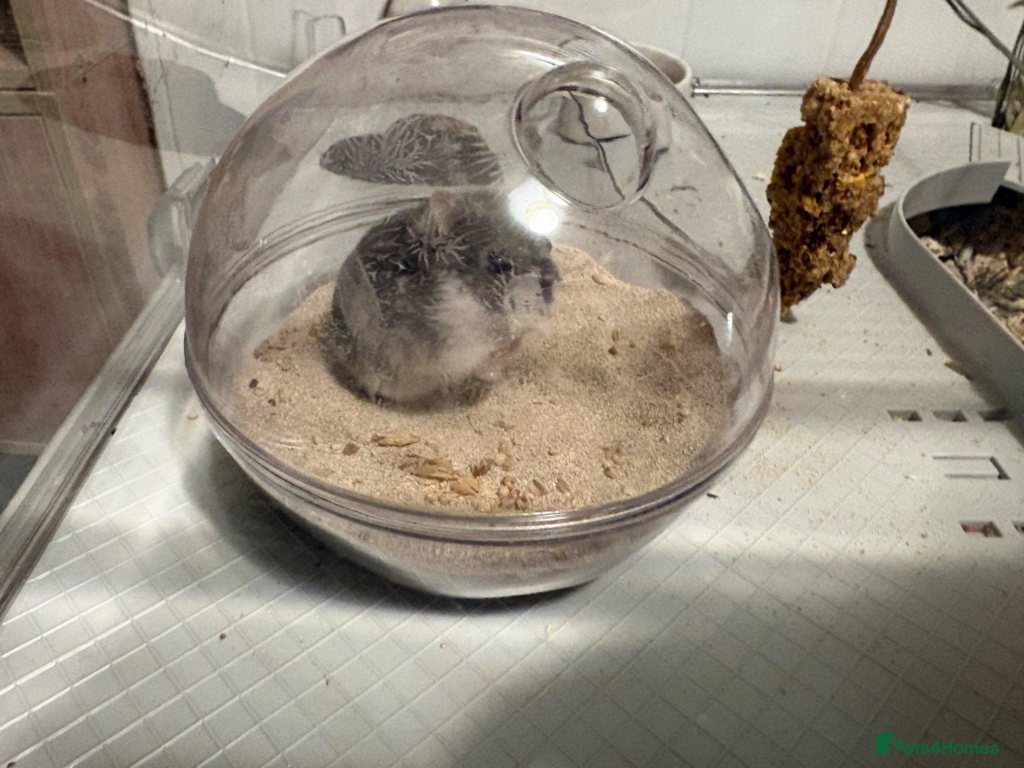 Hamster rodents Russian Dwarf Hamster and Cage  - Advert 3