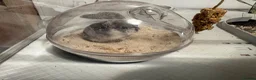 Hamster rodents for sale: Russian Dwarf Hamster and Cage  - Advert 1