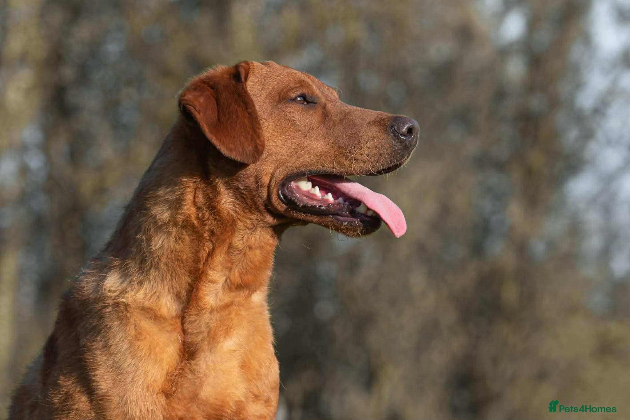 Labrador Retriever dogs FULLY HEALTH TESTED DARK RED STUD - Advert 20