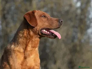 Labrador Retriever dogs FULLY HEALTH TESTED DARK RED STUD - Advert 20