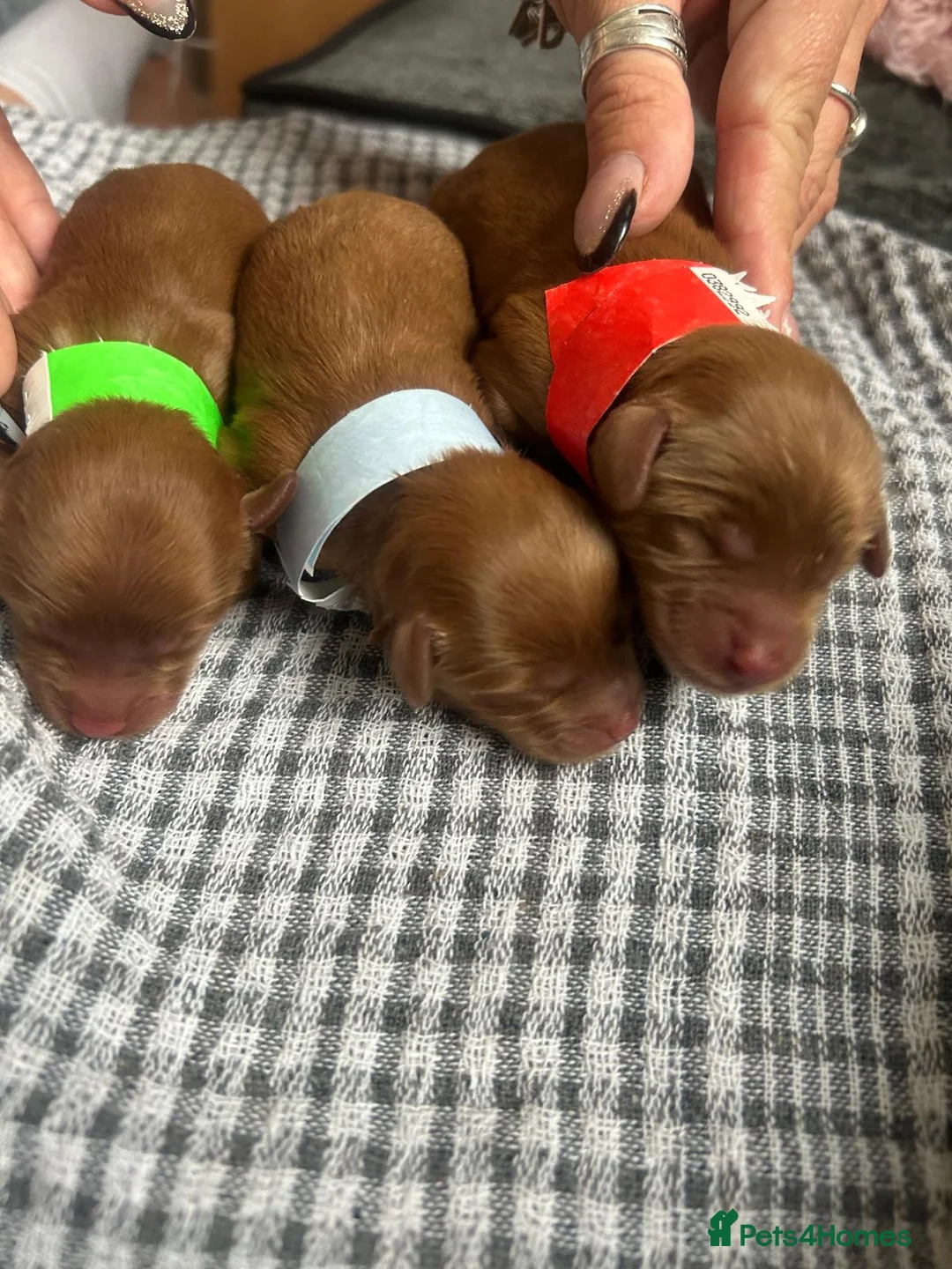 Toy Poodle dogs for stud: Toy poodle for stud  in Burnley - Advert 6