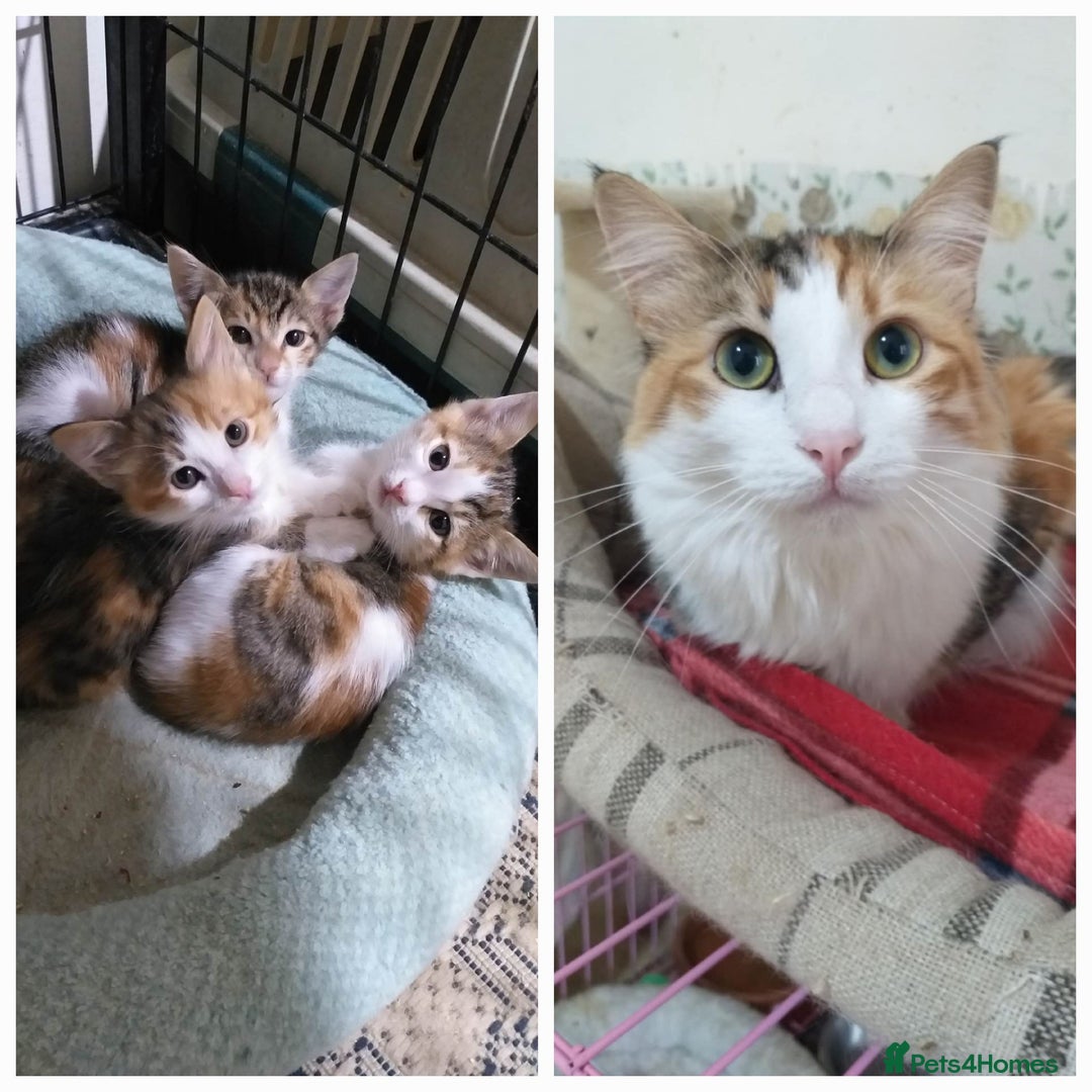 Mixed Breed cats for adoption: Gentle Gemma would love a home to call her own <3 - Image 1