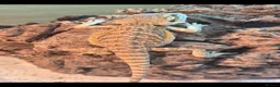 Bearded Dragon reptiles for sale: 13 week baby bearded dragon  - Advert 3