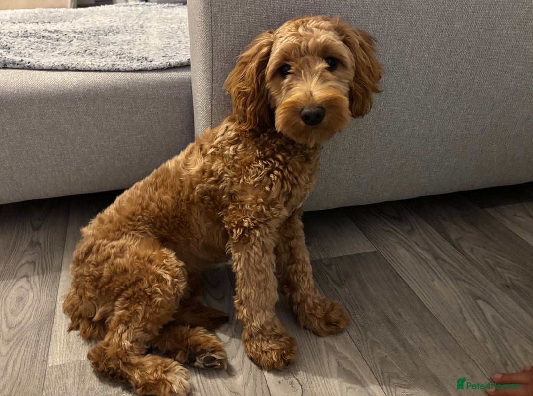 Cockapoo dogs for sale: Cockapoo  - Image 5