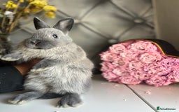 Netherland Dwarf rabbits for sale: Pure bred netherland dwarf babies  - Image 12