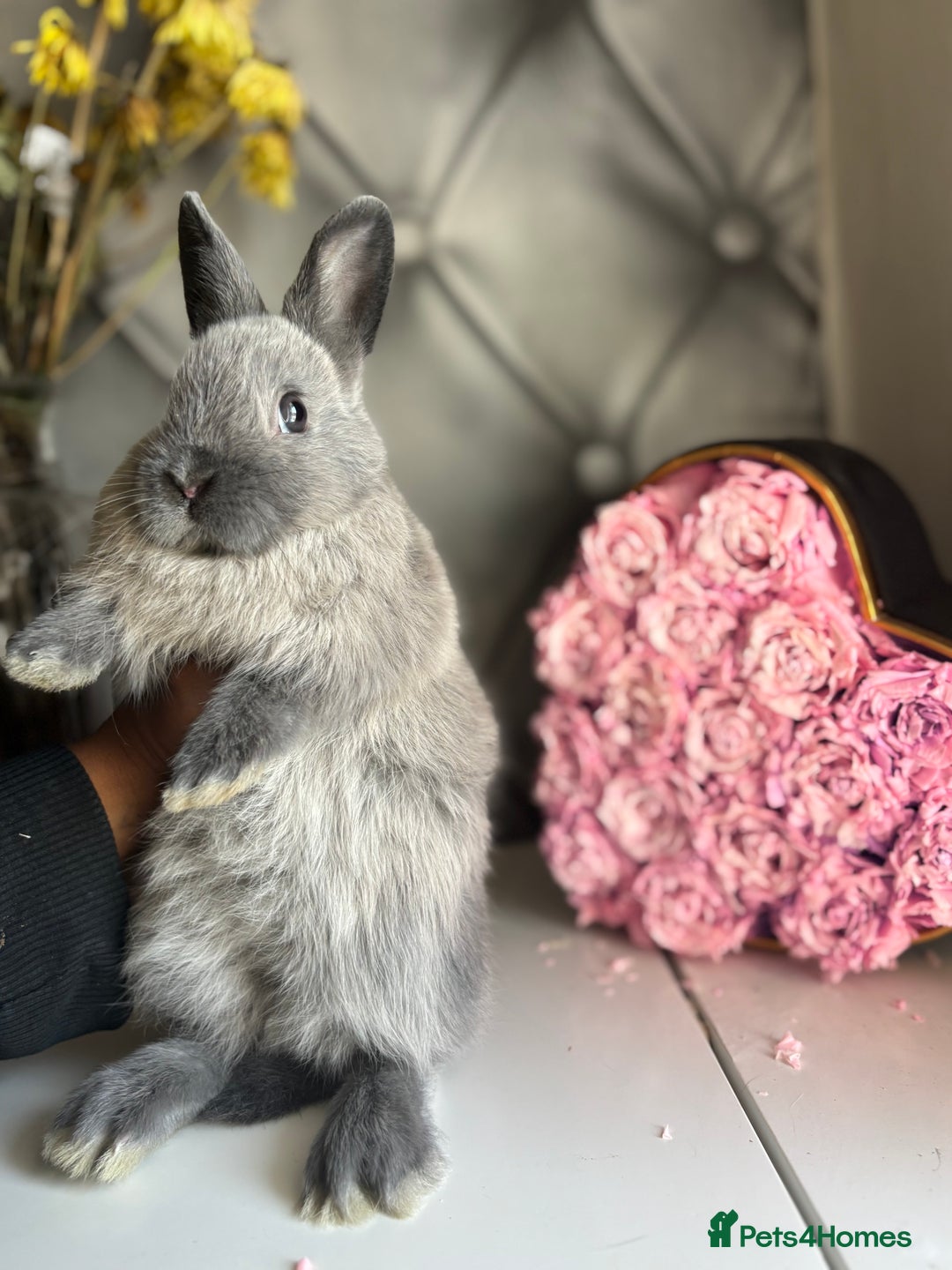 Netherland Dwarf rabbits for sale: Pure bred netherland dwarf babies  - Image 12
