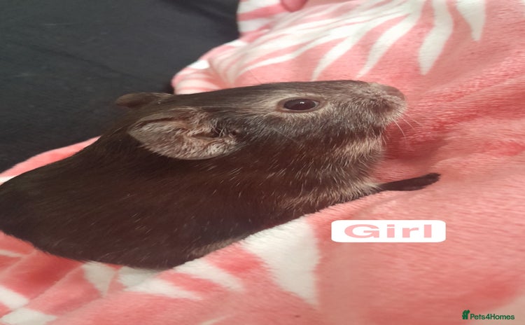 Guinea Pig rodents - Advert 1