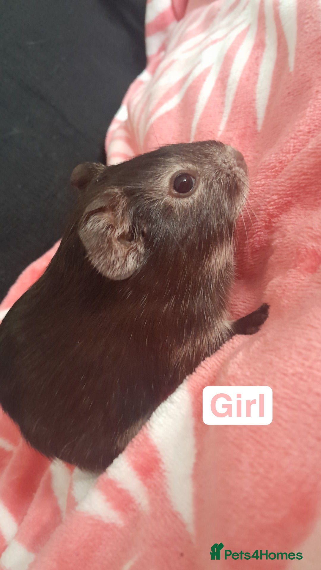 Guinea Pig rodents for sale: 5 weeks old gunipigs  - Image 1