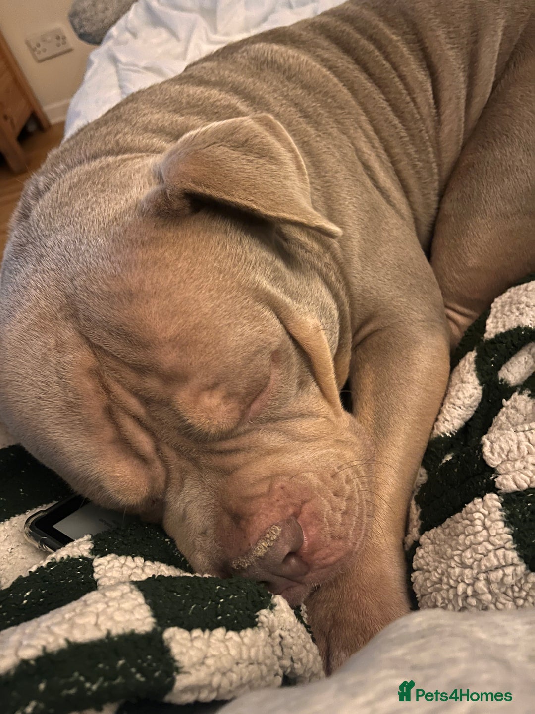 American Bully dogs for sale: Bruce - Advert 2