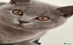 British Shorthair cats for sale: Gorgeous British Shorthair Girl - Image 3
