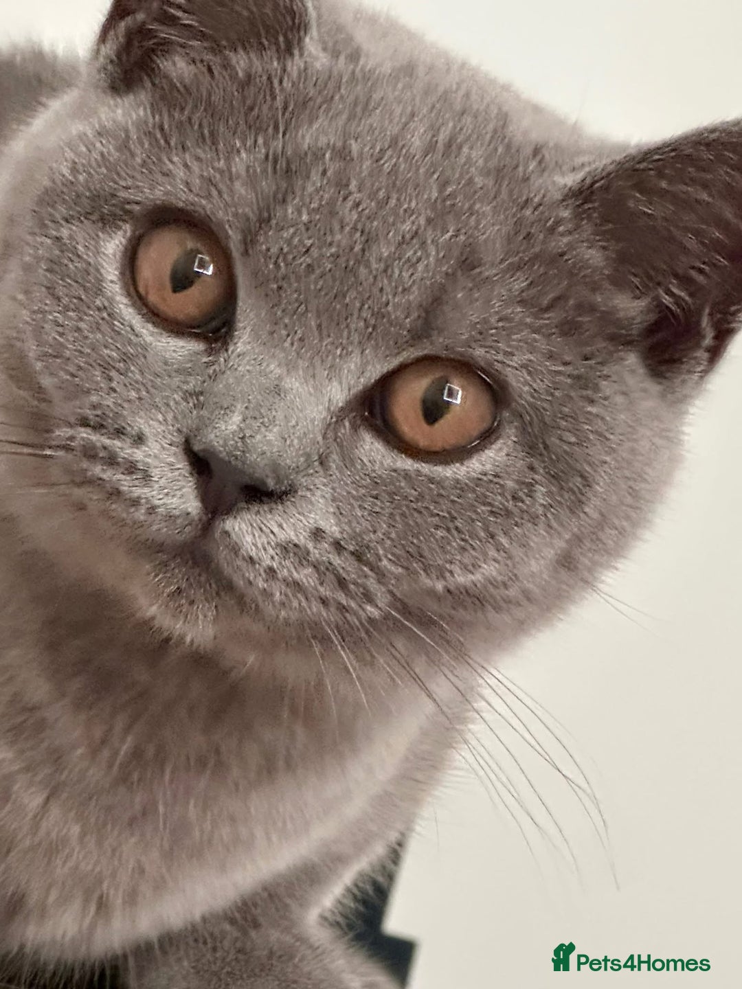 British Shorthair cats for sale: Gorgeous British Shorthair Girl - Image 3