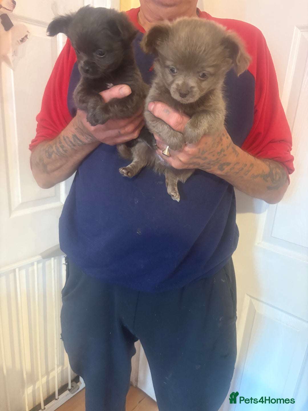 Chihuahua dogs for sale: Kc beautiful chihuahua boys  - Image 8