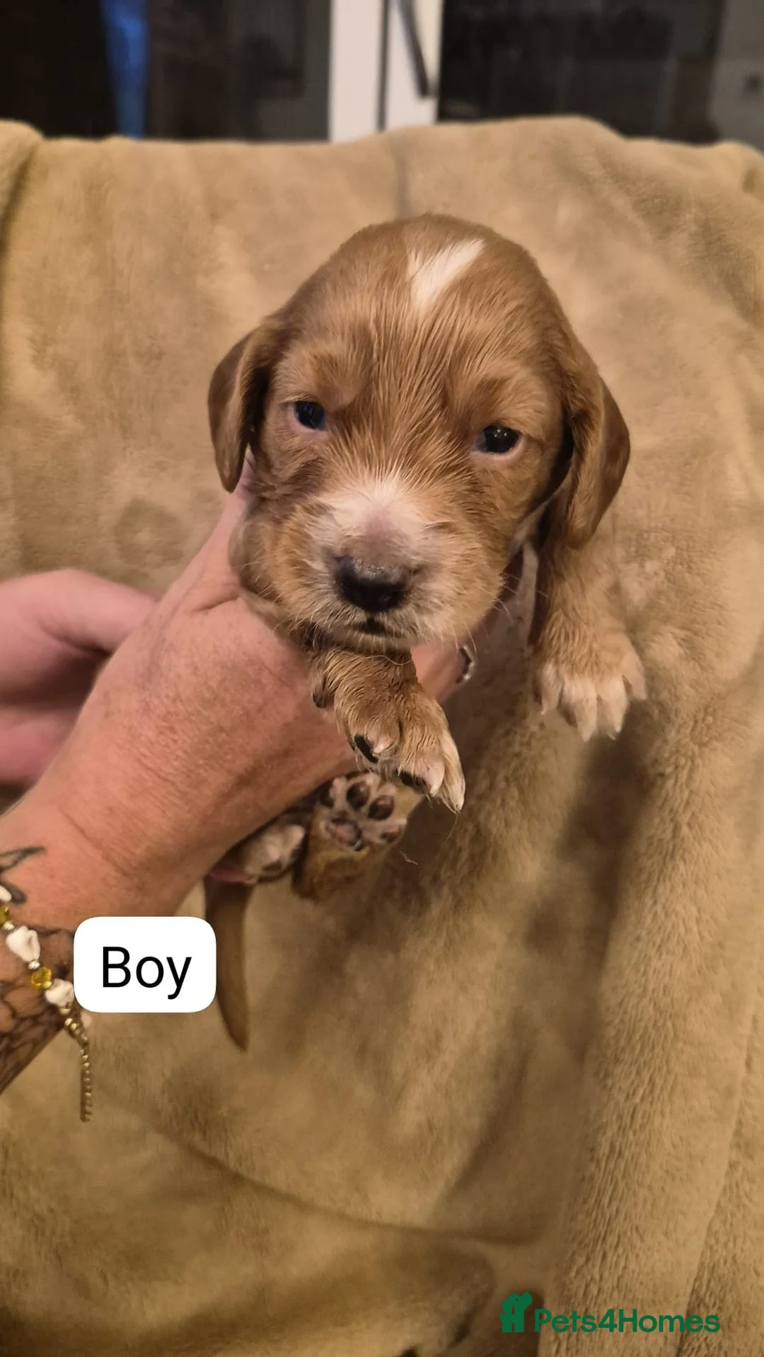 Sprocker dogs for sale: Adorable sprocker puppies  - Advert 11