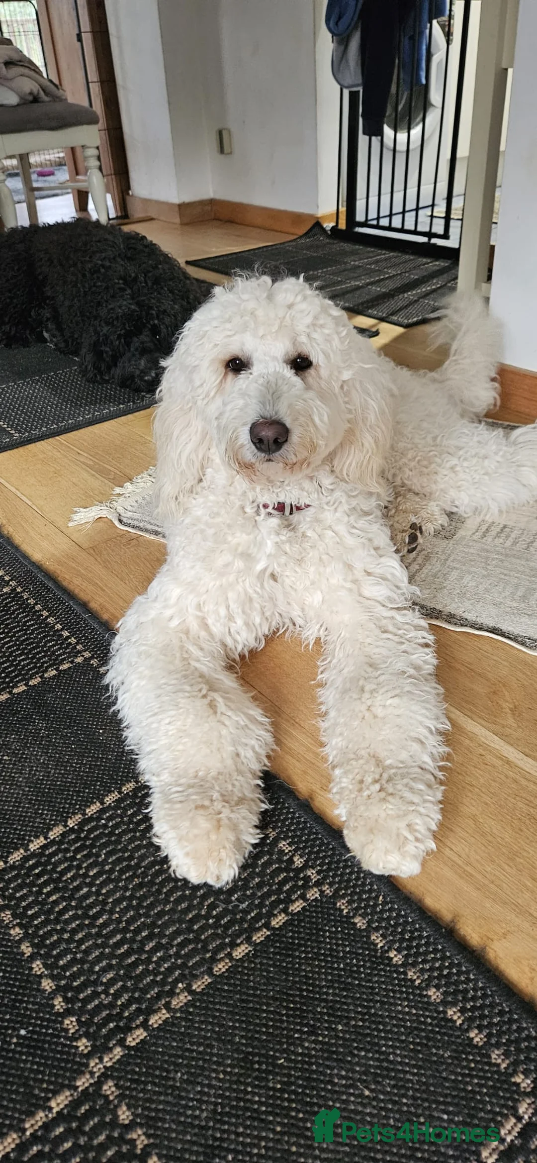 Double Doodle dogs for sale: Goldendoodle expected just over weeks time  - Advert 2