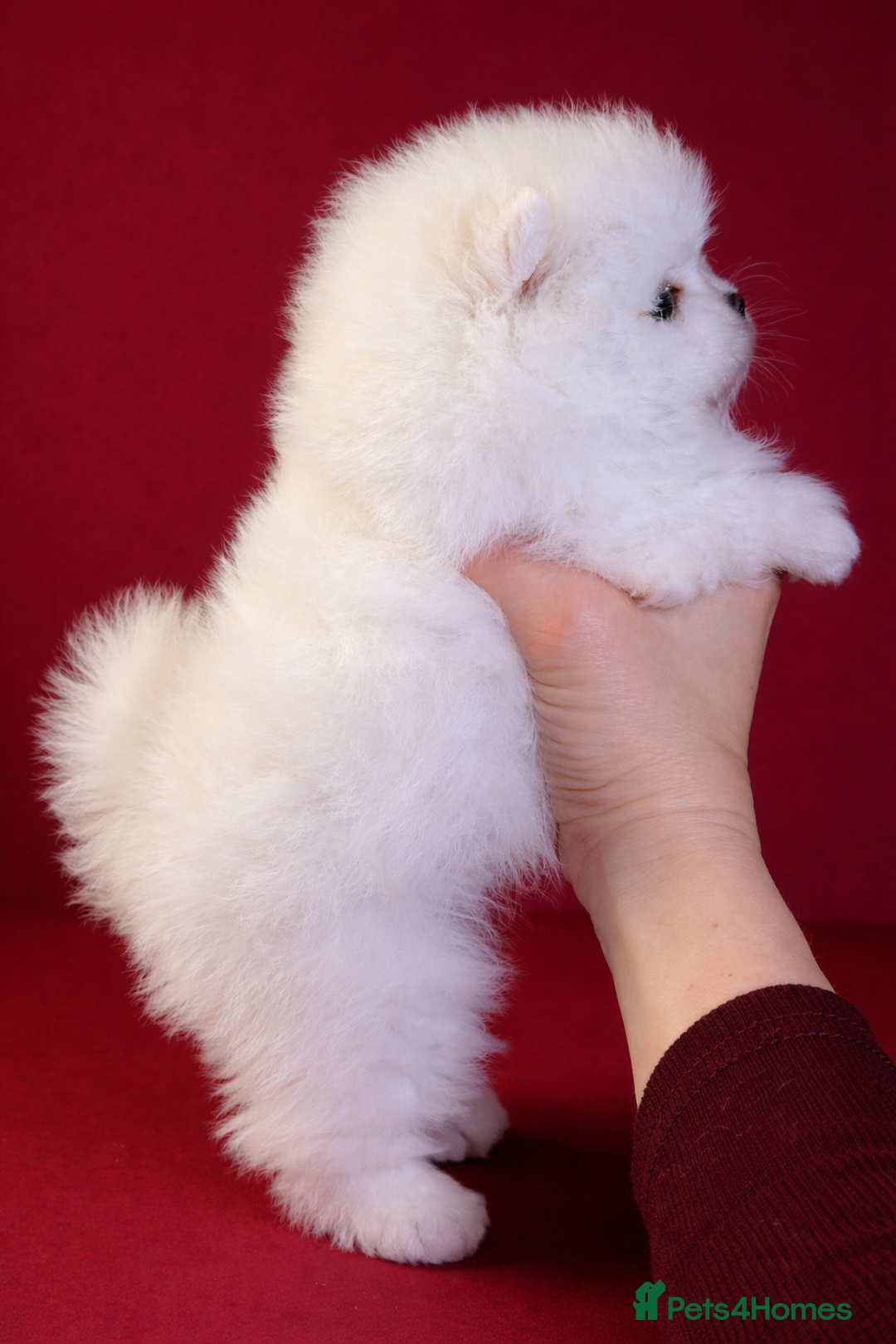 Pomeranian dogs for sale: KC Registered, Teddy bear face , tiny Pomeranians  - Advert 2