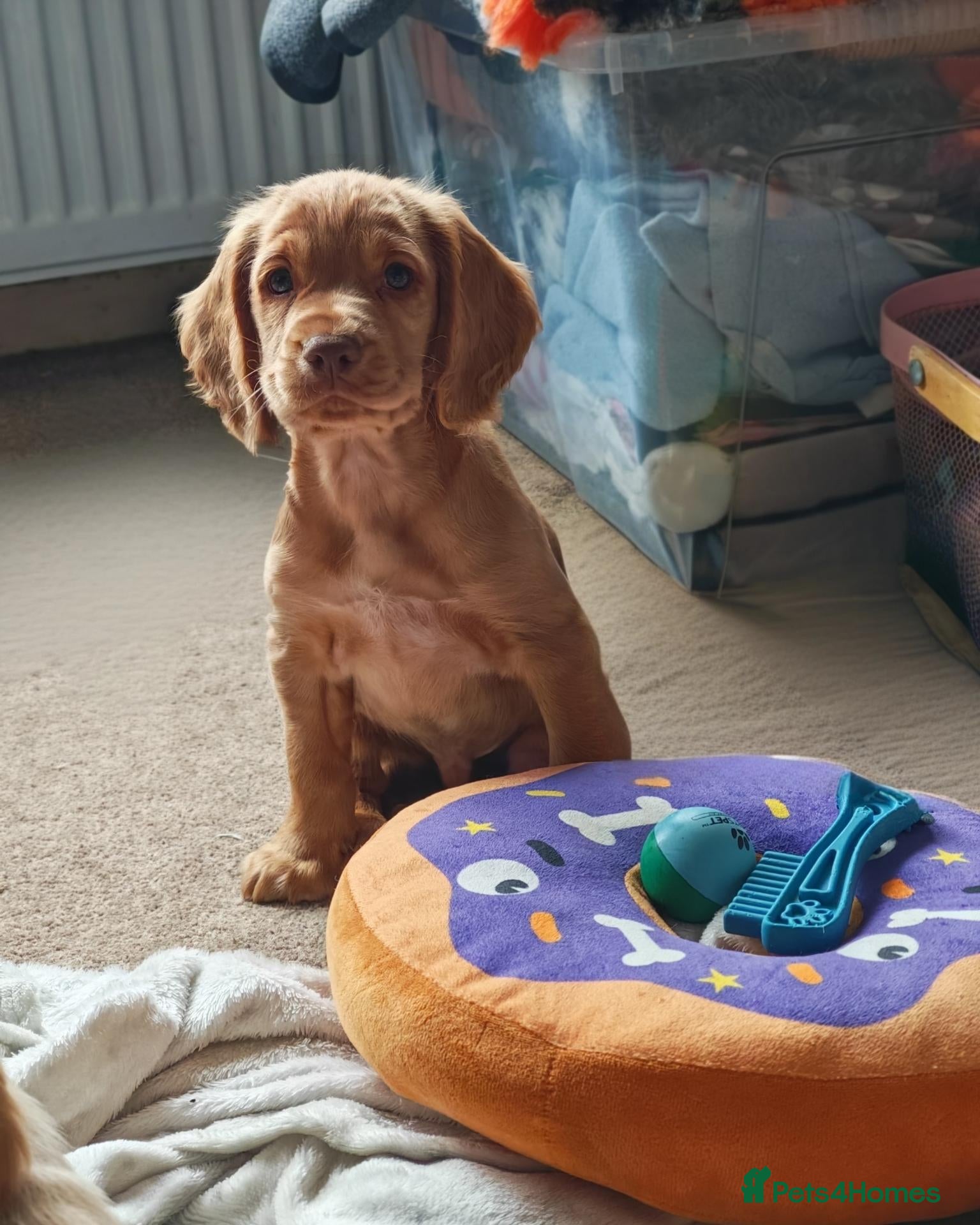 Cocker Spaniel dogs Stunning cocker spaniel puppies READY NOW  - Advert 2