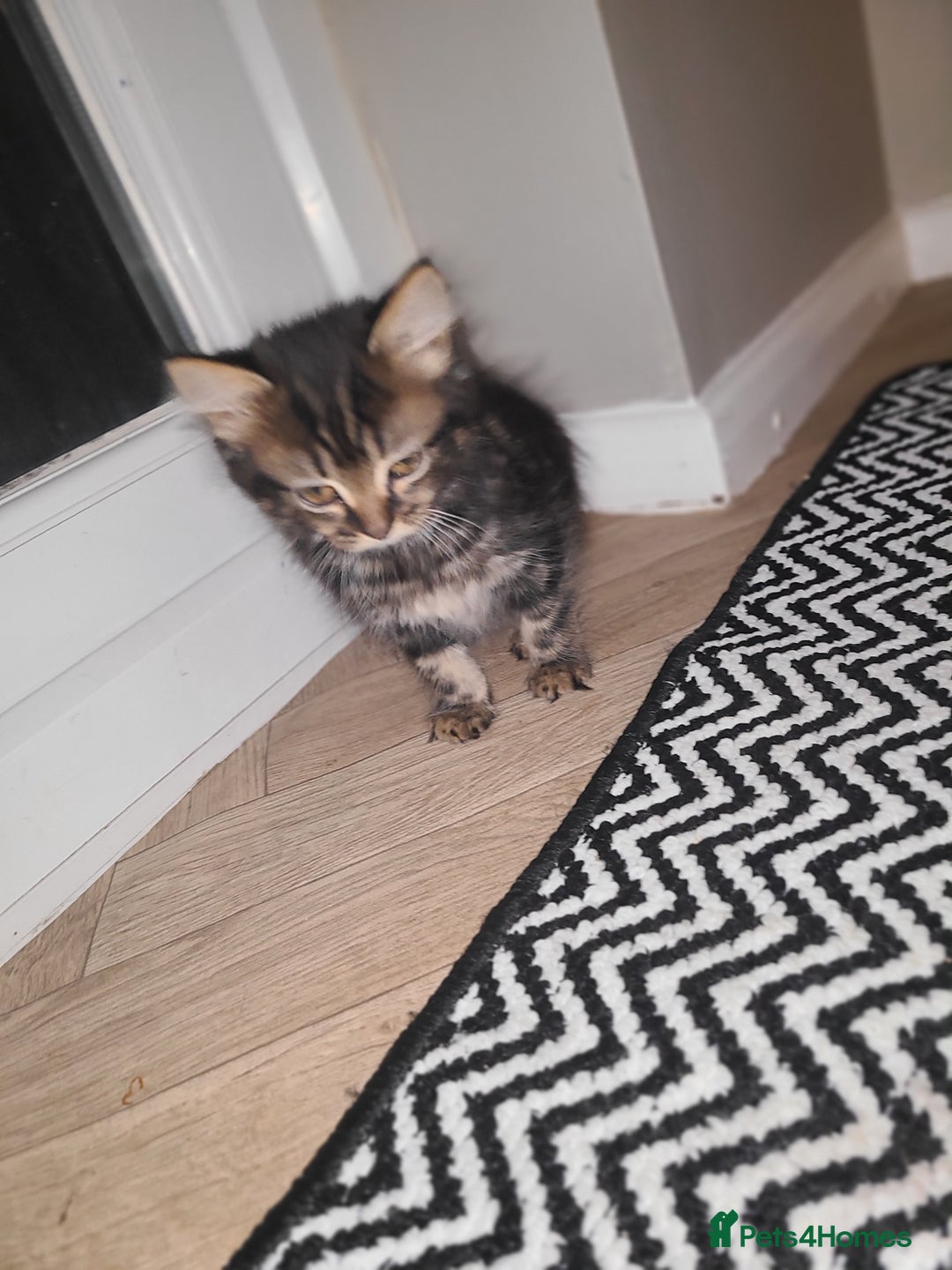 Mixed Breed cats for sale: Maincoon x tabby kittens  - Advert 5