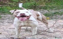 American Bulldog dogs for stud: American Bulldog for Studs  in Horley - Image 2
