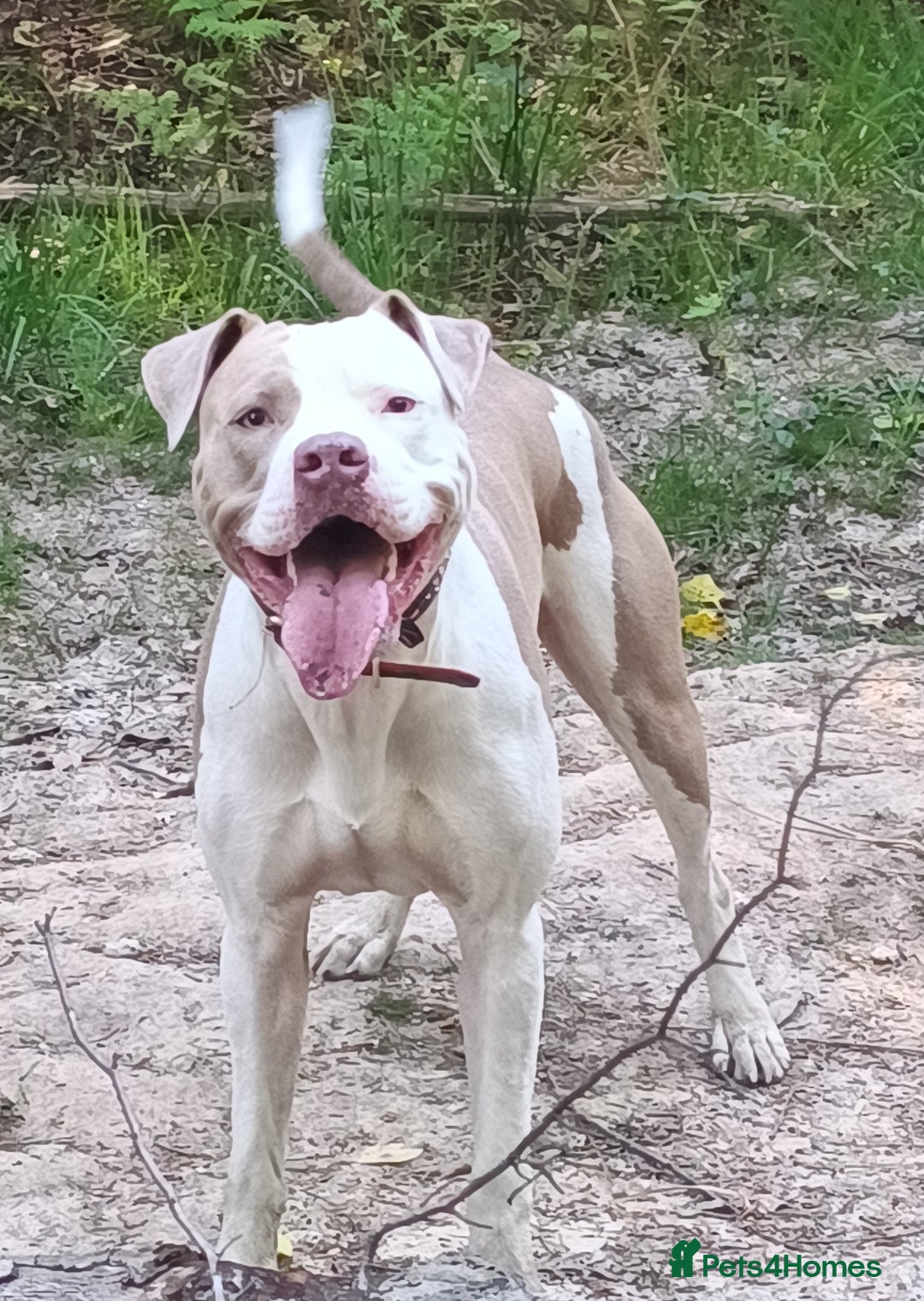American Bulldog dogs for stud: American Bulldog for Studs  in Horley - Image 2