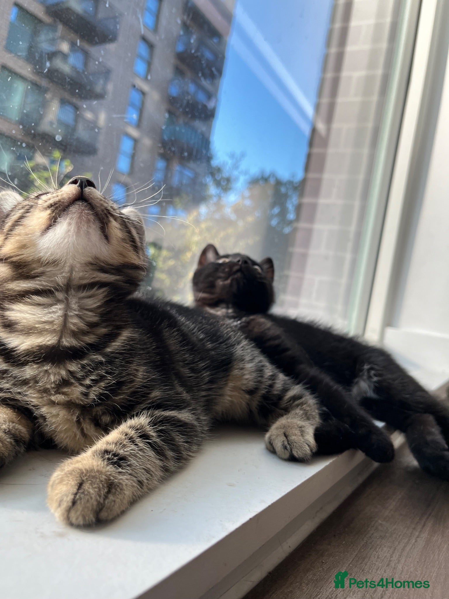 British Shorthair cats Black tabby kitten available  - Advert 1