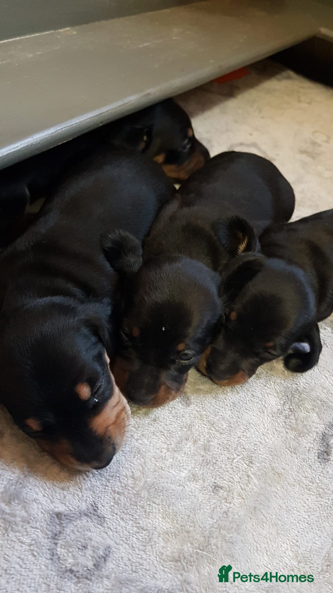 Miniature Dachshund dogs for sale: KC smooth hair miniature dachshound puppies - Advert 2